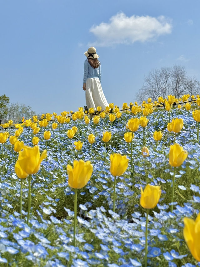 大阪 ❤︎ GWに行きたい無料の公園💐ネモフィラとチューリップ🩵💛  