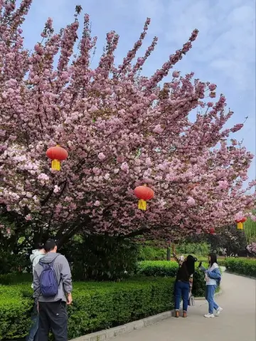 ในฤดูดอกซากุระบาน อย่าพลาดที่จะไปเยี่ยมชมวัดชิงหลงในซีอาน