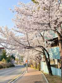 “Spring Blooms at Chosun University: A Hidden Cherry Blossom Haven”