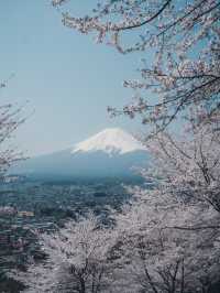 【桜スポット】山梨の新倉山浅間公園