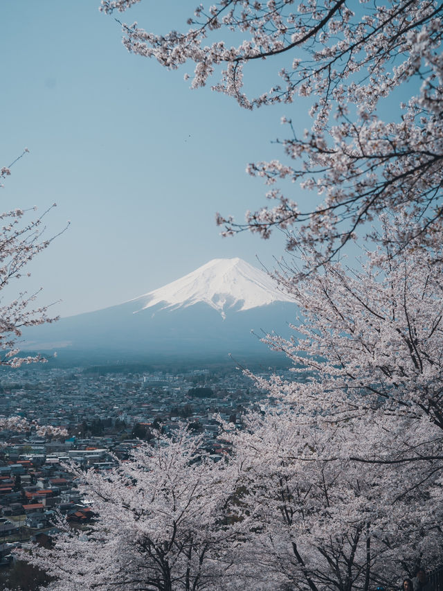 【桜スポット】山梨の新倉山浅間公園