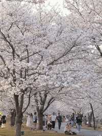 🌸Chenshan Botanical Garden · Tokyo-style Cherry Blossom Wonderland in Shanghai🌸
