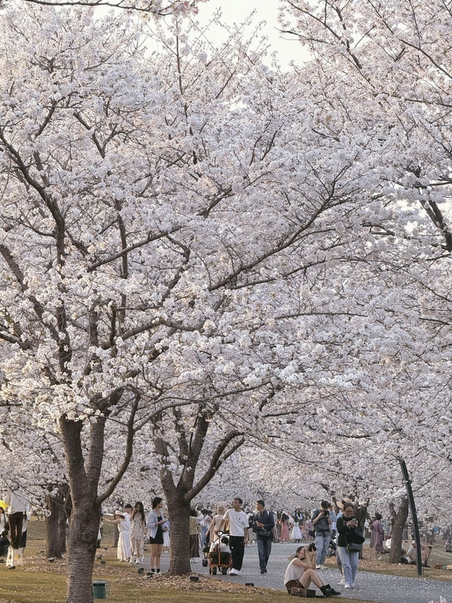 🌸Chenshan Botanical Garden · Tokyo-style Cherry Blossom Wonderland in Shanghai🌸