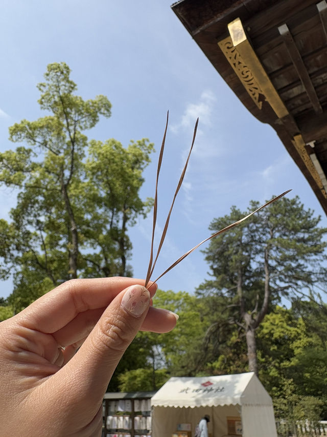 武田神社で見つけた、ちいさな幸運