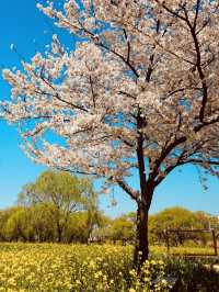 Palhyeon Ecological Park: A Springtime Yellow Flower Haven
