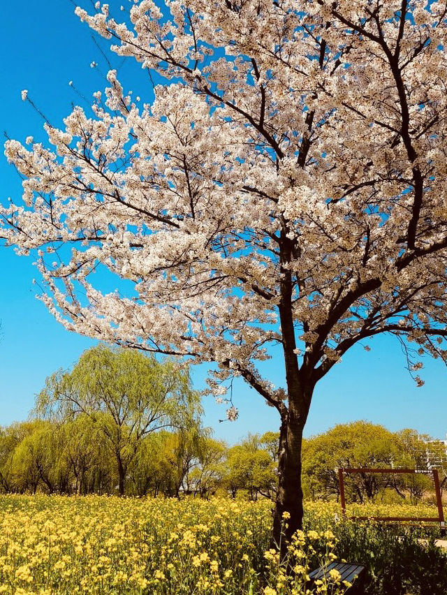 Palhyeon Ecological Park: A Springtime Yellow Flower Haven