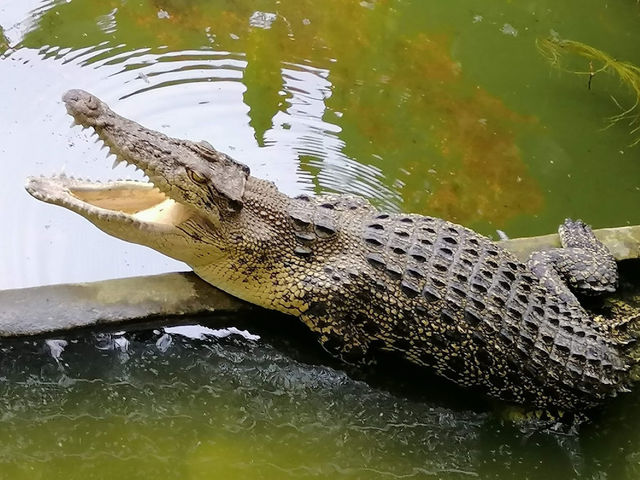 Snap Happy at Tuaran Crocodile Farm: Jaws-Dropping Fun! 🐊📸
