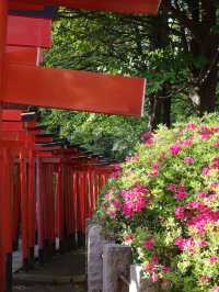 Sakura Reflections: Cherry Blossoms at Chidorigafuchi Moat