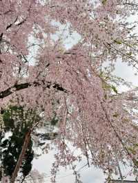 Kakunodate Sakura | Akita's "Little Kyoto" Samurai Blossoms