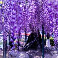 【愛知・津島市】4月中旬〜5月上旬が見頃！藤の花の絶景スポット