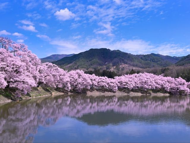 At Rokudō-tsutsumi, Spring Unfolds in Soft Steps Along the River’s Whisper