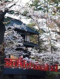 青森弘前城：櫻花簇擁的江戶浪漫 🌸🏯