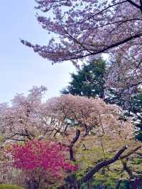 Sakura Serenity: A Day in Shinjuku Gyoen