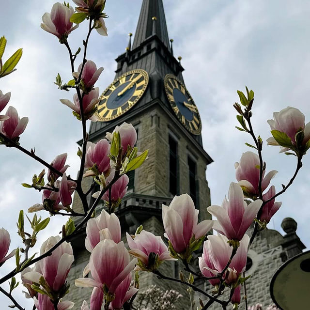 Spring Blooms in Zurich: A Floral Wonderland
