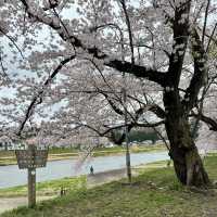 【秋田】武家屋敷通りが美しい桜の名所🌸