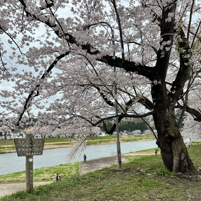 【秋田】武家屋敷通りが美しい桜の名所🌸
