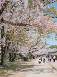 Maizuru Park: Where History Meets Blossoms in Fukuoka