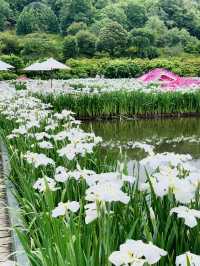 【栃木】藤の花だけでなく、菖蒲、紫陽花も素晴らしい