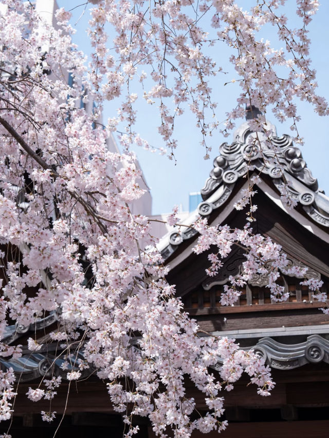 🌸 Kyoto's Hidden Cherry Blossom Paradise: The Enchanting Weeping Cherry Trees at Rokudo-do Temple 🌿