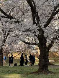 Tohoku Sakura Guide 🌸🗾｜More Peaceful than Tokyo or Kyoto, Yet Absolutely Breathtaking!"