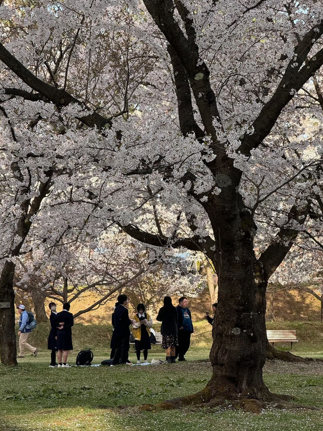 Tohoku Sakura Guide 🌸🗾｜More Peaceful than Tokyo or Kyoto, Yet Absolutely Breathtaking!"