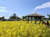 釜山春季四日遊-早去晚回玩滿四天