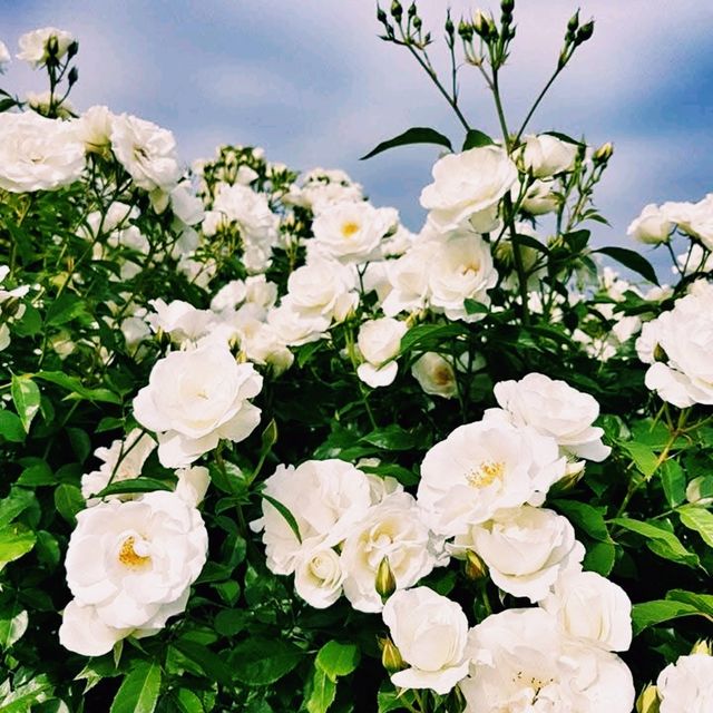 🌹 Hitachi Rose Garden: A Blooming Jewel in Ibaraki, Japan