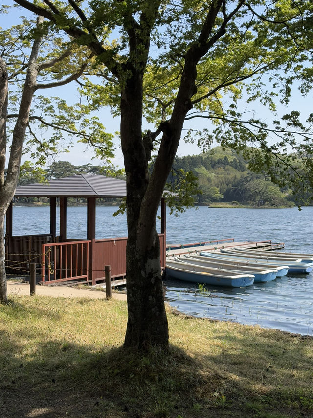南湖公園でのんびりお散歩】湖に浮かぶボートが絵になる風景