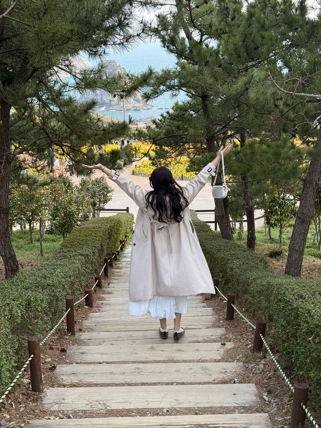 Where Daffodils Meet the Sea: Spring Magic at Oryukdo 💫