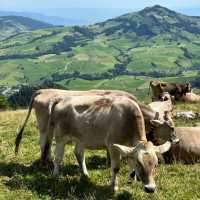 Swiss Fairytale Escape: Hiking, History & Heavenly Views in Schwende-Rüte