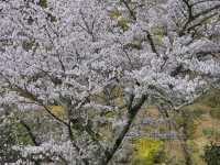 Just Me, Some Sakura, and a River Doing Its Thing
