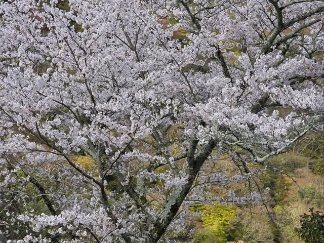 Just Me, Some Sakura, and a River Doing Its Thing