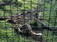 Explore the popular Devils@Cradle wildlife sanctuary 