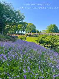 茨城でも綺麗な藤の花、つつじが見れる💐いばらきフラワーパーク