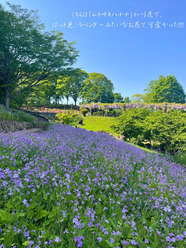 茨城でも綺麗な藤の花、つつじが見れる💐いばらきフラワーパーク