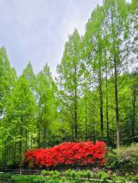 A Breath of Fresh Air at Jangtaesan Natural Recreational Forest
