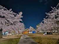 仙台最便捷的市區賞櫻景點---西公園