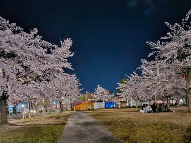 仙台最便捷的市區賞櫻景點---西公園
