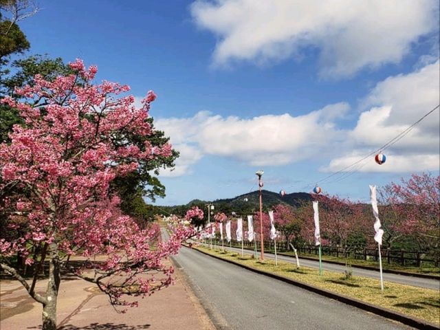 沖繩賞櫻---八重岳櫻之森公園，感受一下日本傳統祭典的氛圍！