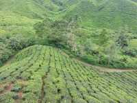 Cameron Highlands’ Green Gem