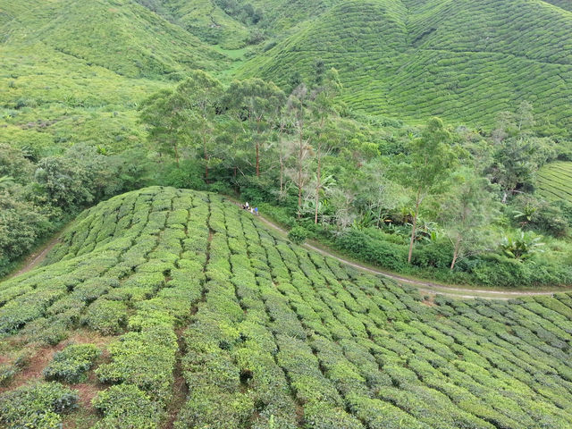 Cameron Highlands’ Green Gem