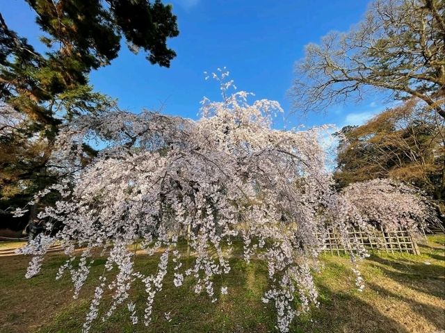 Green Spaces, Kyoto Gyoen is the Perfect Escap