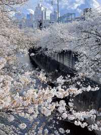 🌸 Kanda River Sakura — Quiet but Stunning!