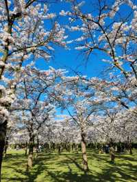 De Poel Cherry Blossom