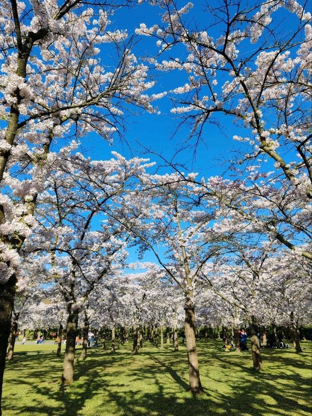 De Poel Cherry Blossom