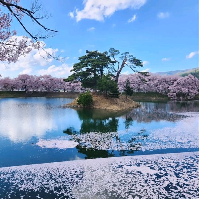 Cherry Blossoms and Riverbank Strolls Done Right