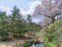 Cherry Blossoms + Cliffside