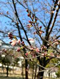 Springtime Serenity in Incheon: Cherry Blossoms by the Water