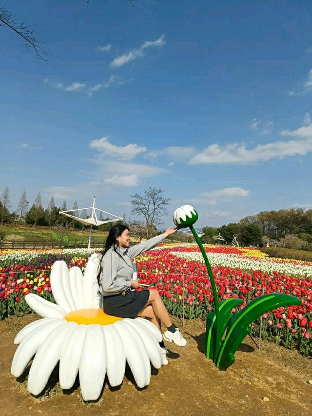 Cheongju in Bloom: A Tranquil Cherry Blossom Retreat 