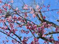 Cingjing Farm — Cherry Blossoms, Sheep & Scenic Peaks in Taiwan